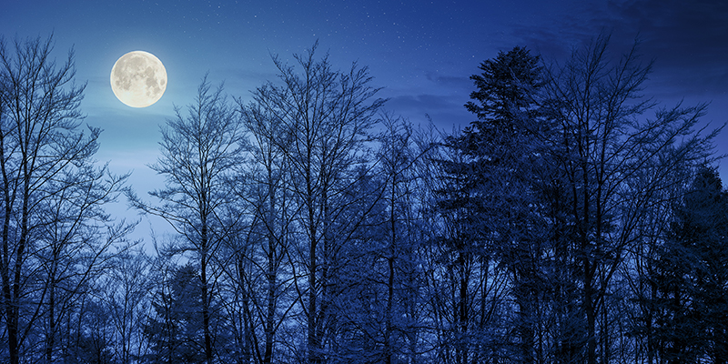 full moon in winter over trees